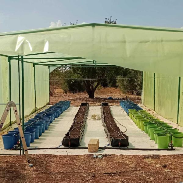 Eesti Pagulasabi rajatud kasvuhooned Jordaanias